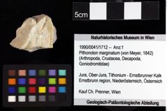 Foto (Objket + Etiketten) von Cyclothyreus sp. 
